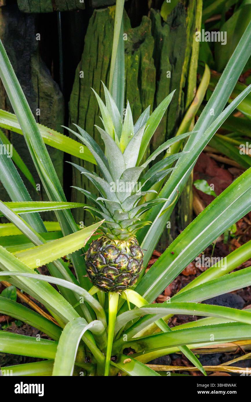 Pianta di ananas con coltivazione di frutta Foto Stock