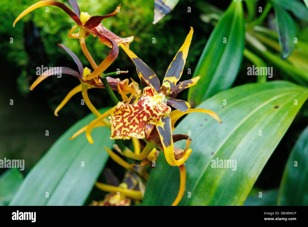 Brassidium mistico labirinto orchidea Foto Stock