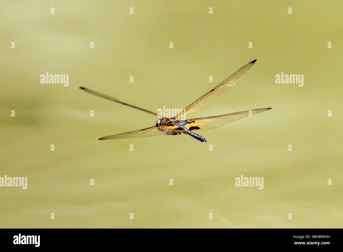 Rhyothemis phyllis o Yellow Barred flutterer Dragonfly, Singapore Foto Stock