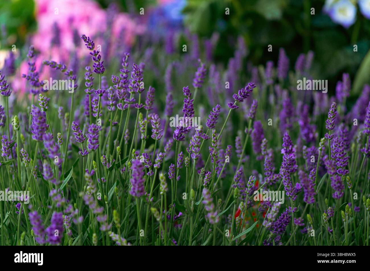 Campo di lavanda in fiore con sfondo rosa e verde tenue Foto Stock