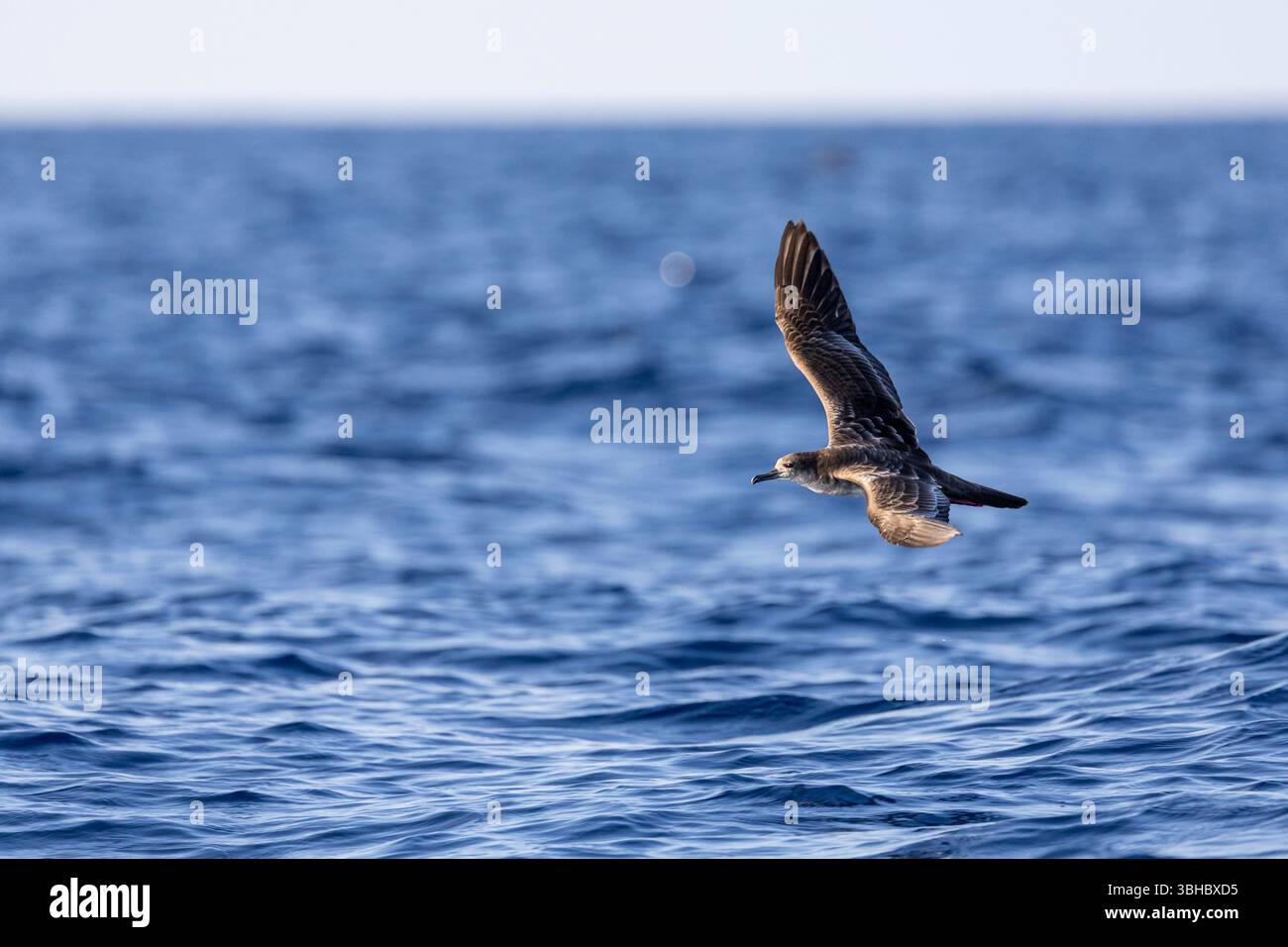 Shearwater scivola vicino alla superficie oceanica Foto Stock