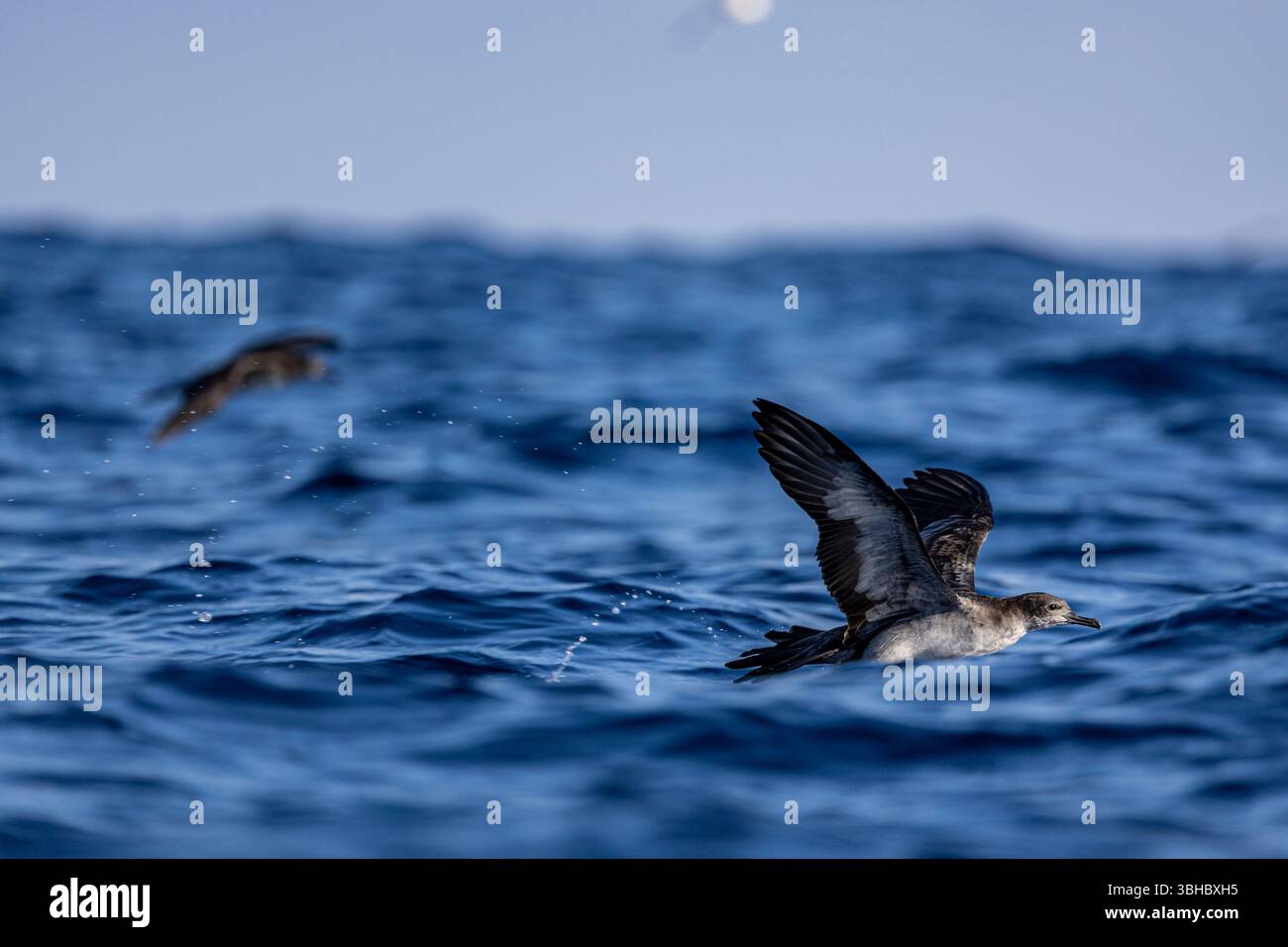 Uccelli marini che scivolano sulla superficie dell'oceano con ali allungate Foto Stock