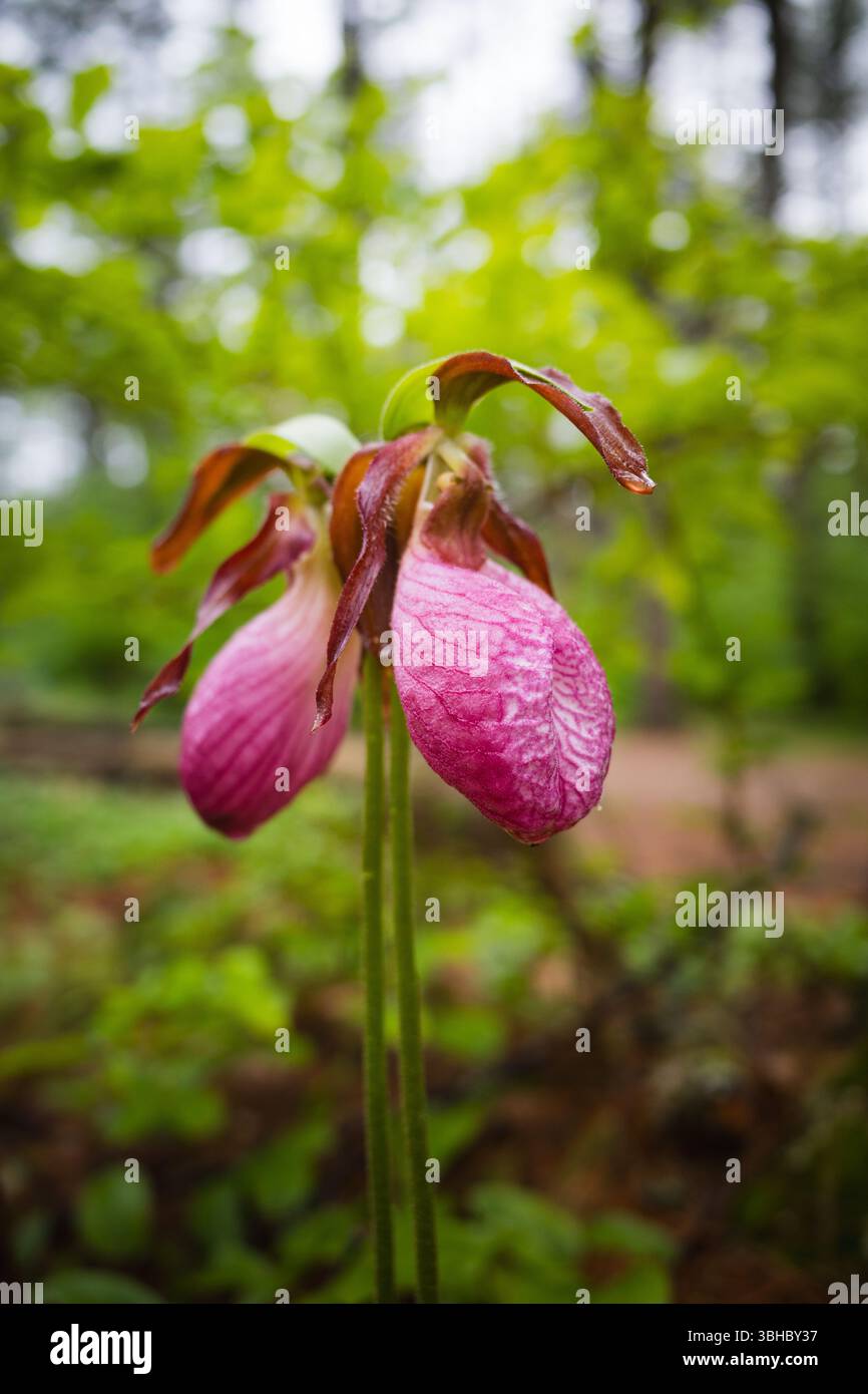 Pink Lady Slipper dopo la pioggia nel Bear Brook State Park, New Hamps Foto Stock