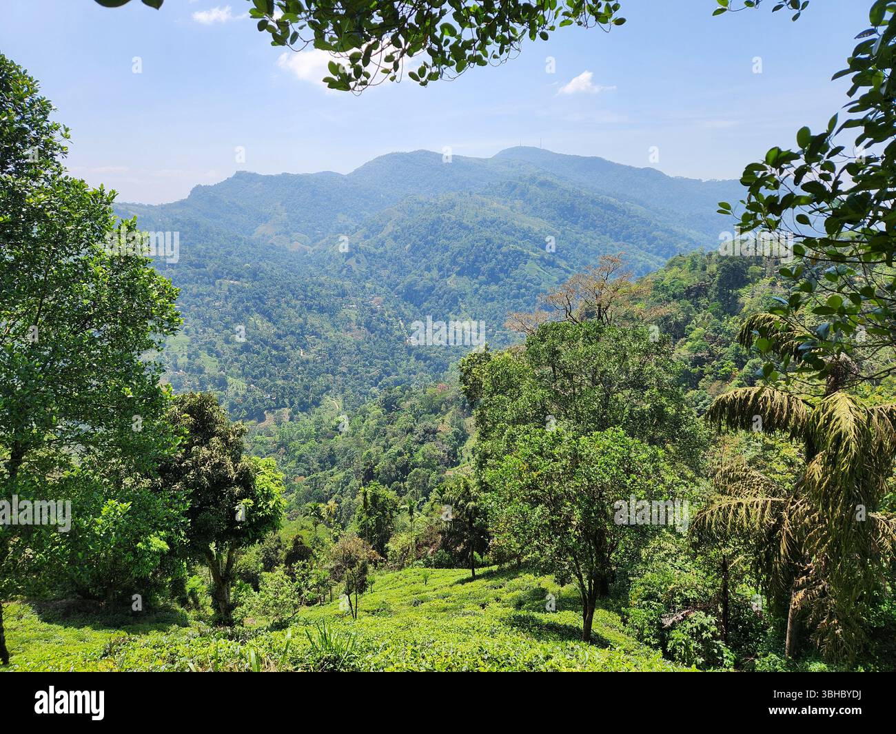 Vista panoramica delle lussureggianti foreste verdi e delle lontane catene montuose dello sri lanka in una giornata limpida e soleggiata. - Immagine stock catturata con smartphone