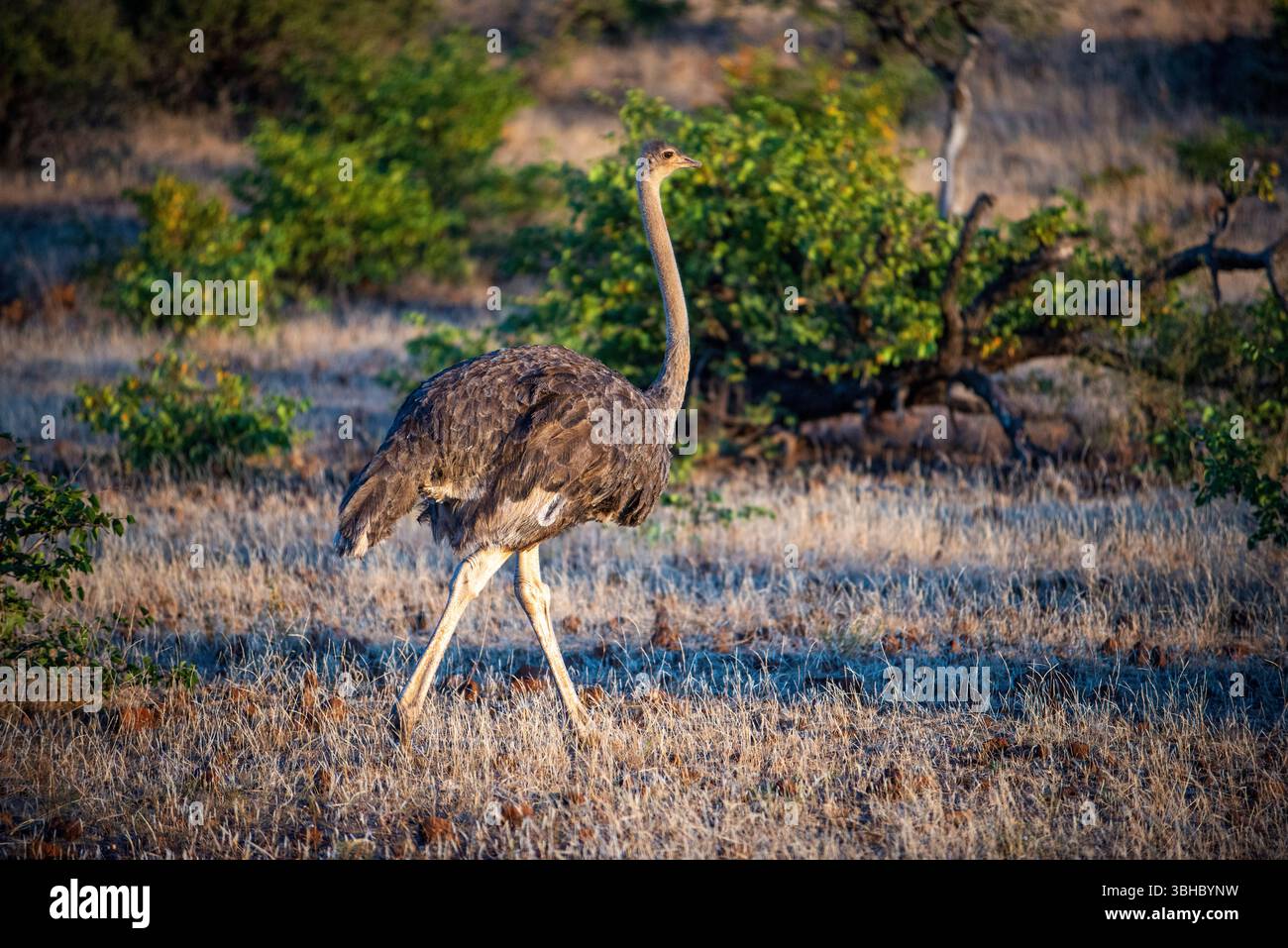 Struzzo sudafricano, Struthio camelus australis, riserva di caccia Mashatu, Botswana Foto Stock