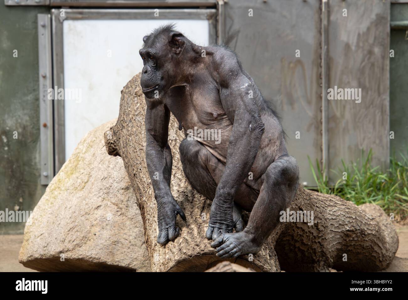 Porträt eines Schimpansen im Zoo Foto Stock