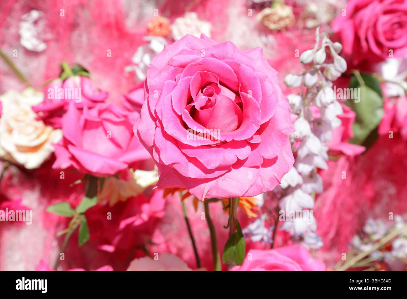 Primo piano di rose rosa in piena fioritura Foto Stock
