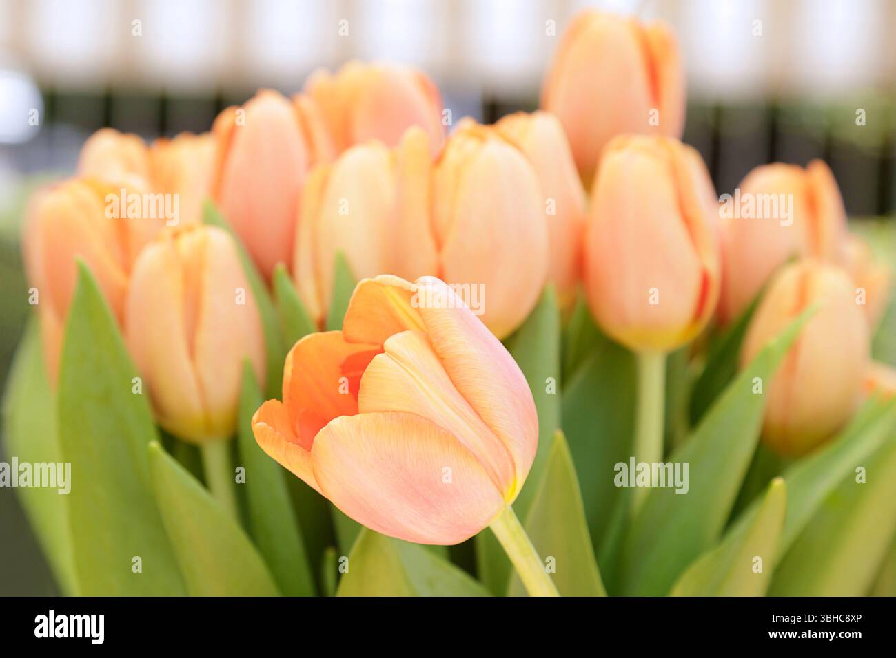 Vivace primo piano di tulipani arancioni in piena fioritura, i loro delicati petali si aprono verso la luce del sole Foto Stock