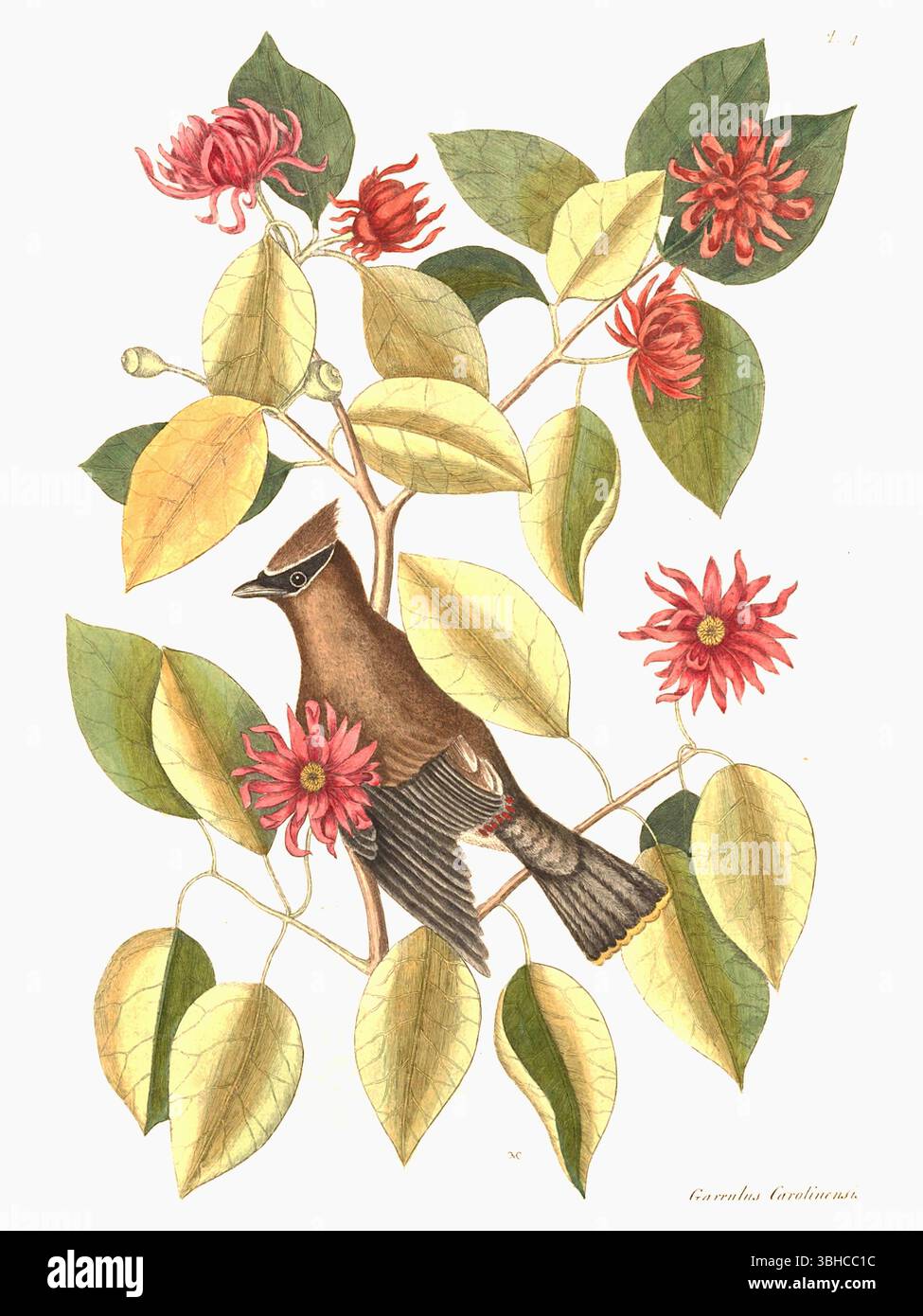 Mark Catesby - The Chatterer - 1751 Foto Stock