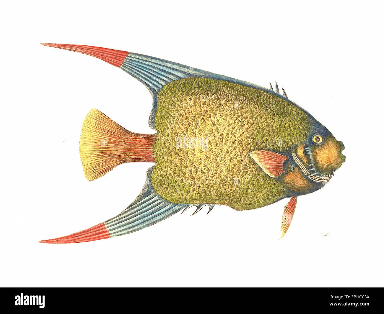 Mark Catesby - Angel Fish - piatto 31 dal secondo volume di Mark Catesby's The Natural history of Carolina, Florida and the Bahama Islands (Londra, 1731) Foto Stock