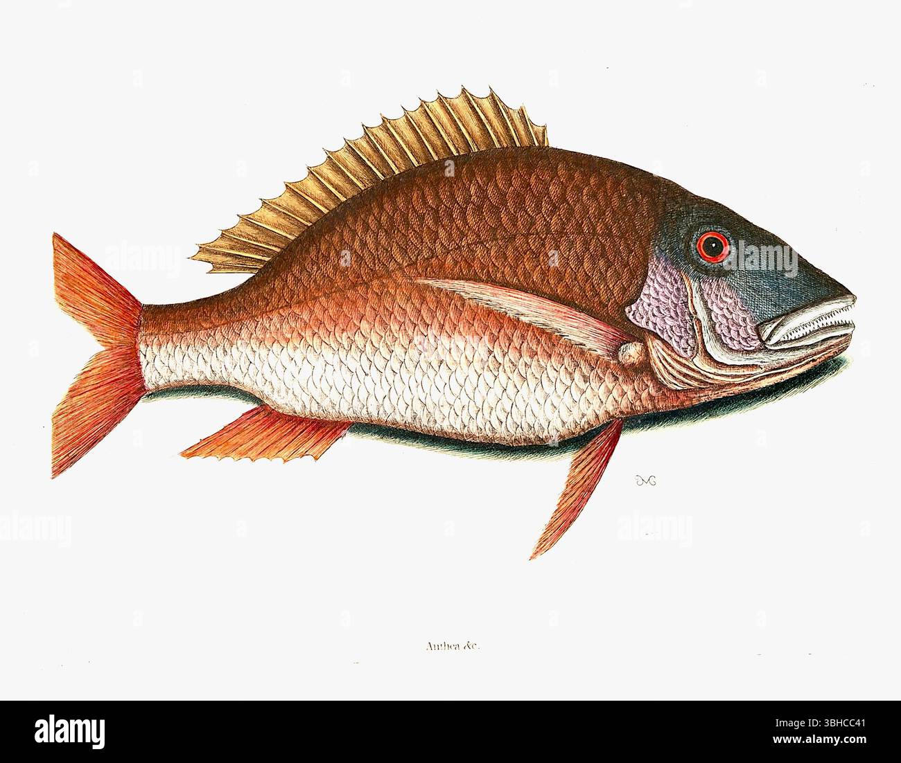 Mark Catesby - placca 25 dal secondo volume di Mark Catesby's The Natural history of Carolina, Florida and the Bahama Islands (Londra, 1731) Foto Stock