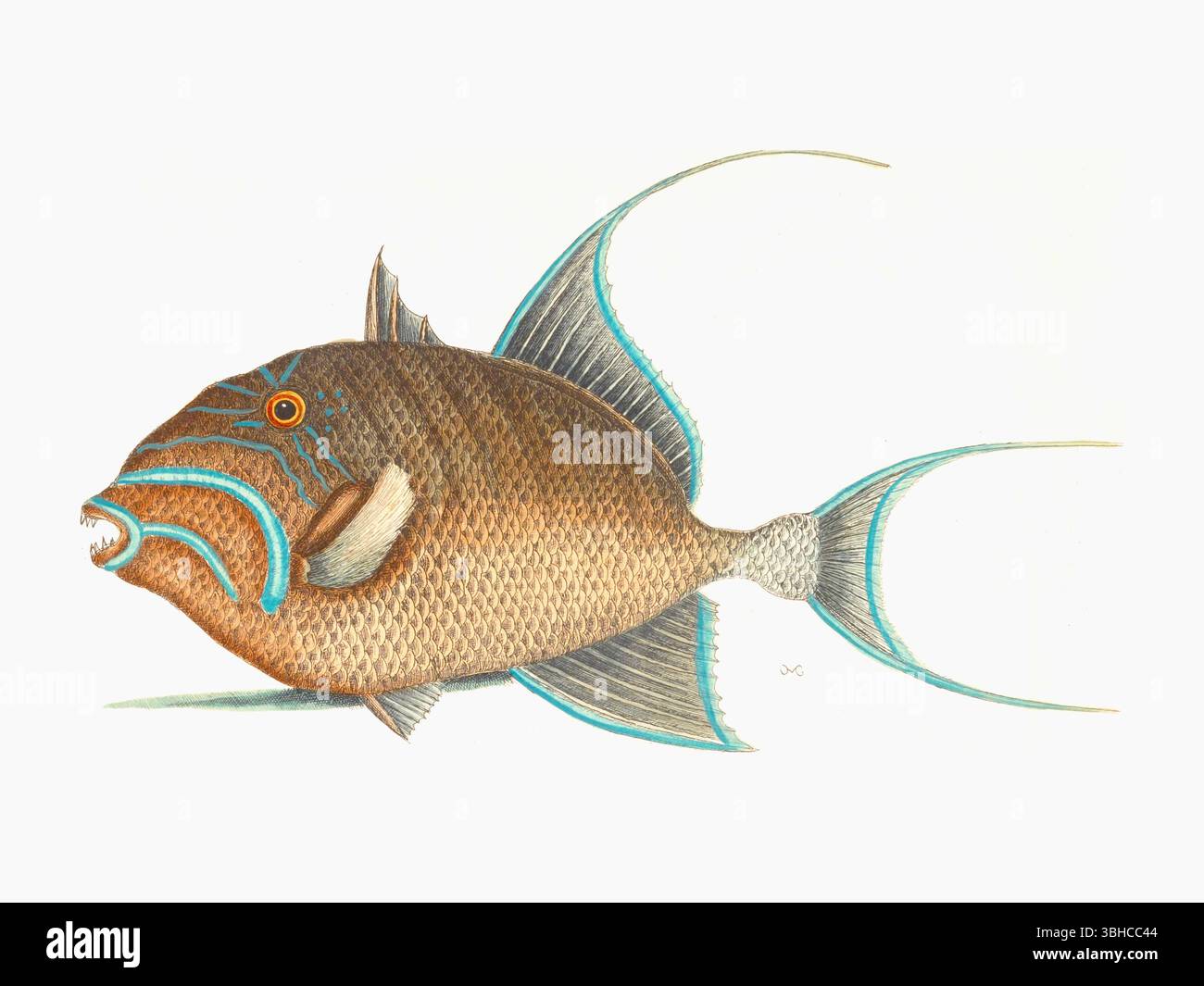 Mark Catesby - placca 22 dal volume II di Mark Catesby's The Natural history of Carolina, Florida and the Bahama Islands (Londra, 1731). Foto Stock