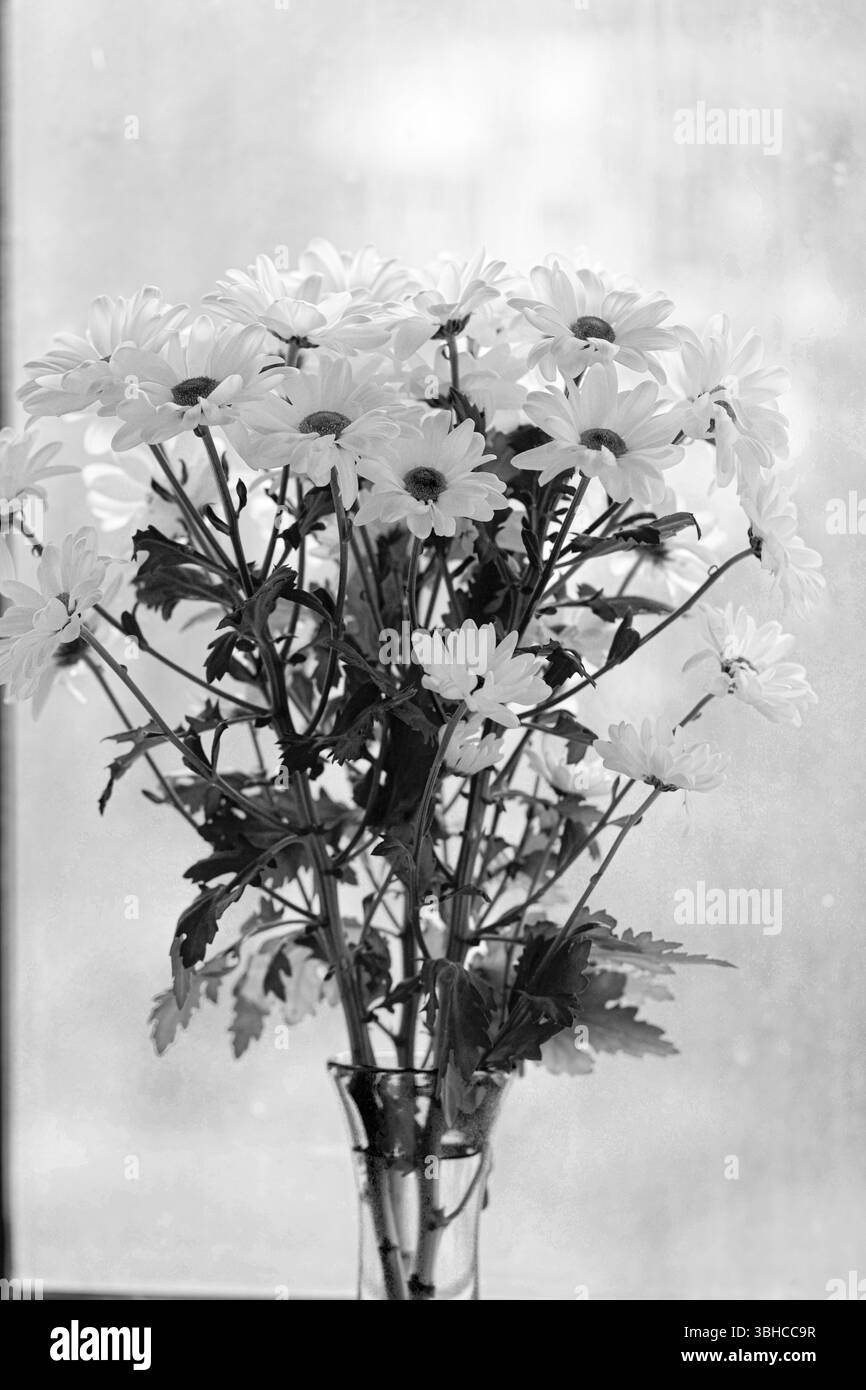 Bouquet di crisantemo bianco su sfondo sfocato. Bianco e nero. Fiori su sfondo nebbioso. Primo piano. Natura Foto Stock