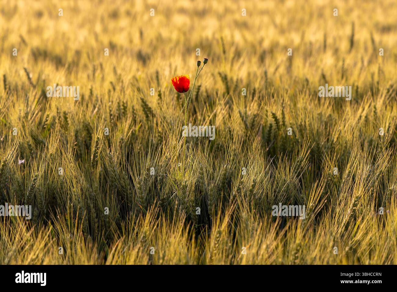 Un unico fiore di papavero comune in un campo di grano in una luce dorata Foto Stock
