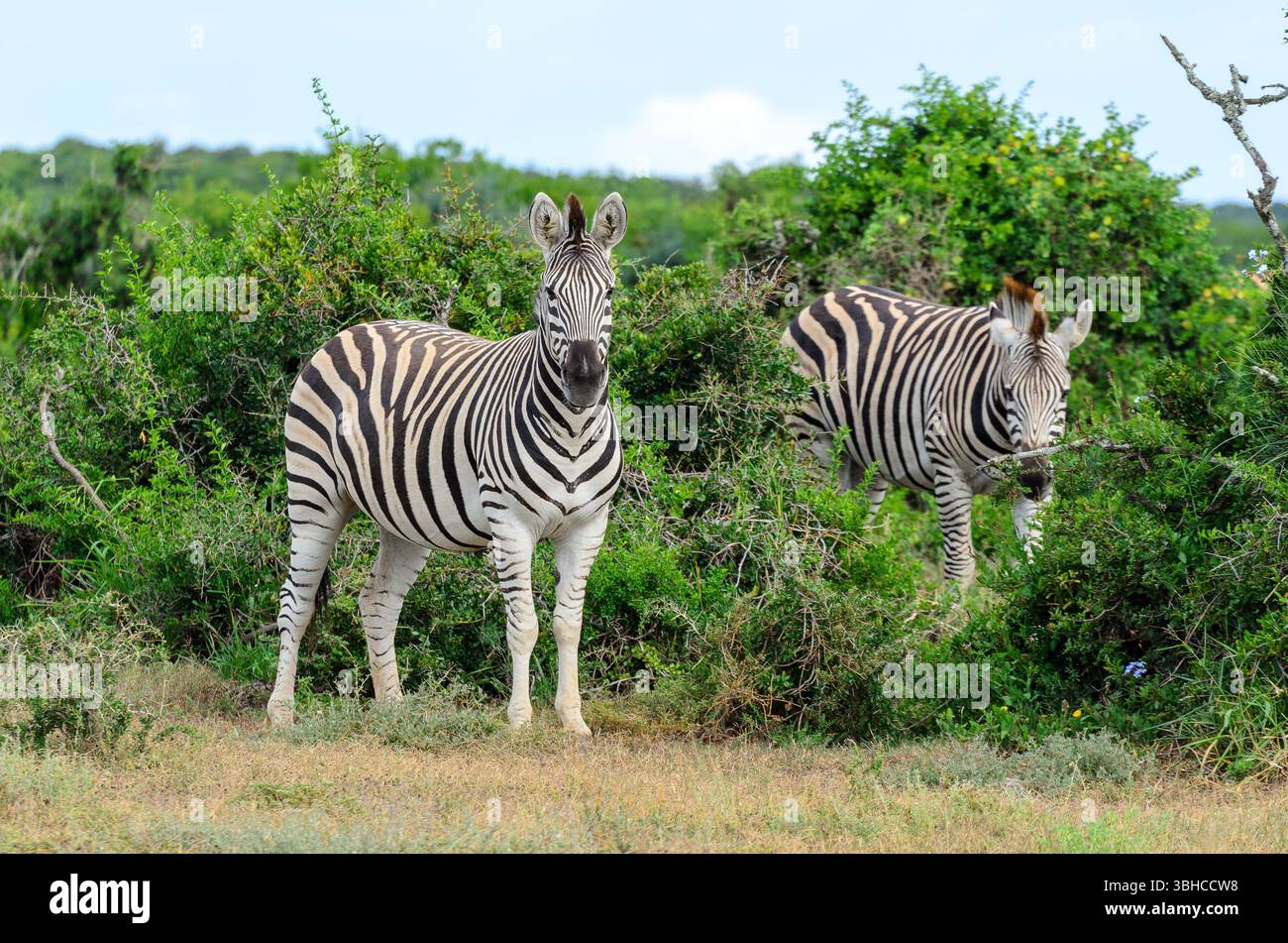 Due zebre nel Parco Nazionale di Addo. L'immagine presenta due zebre in quello che sembra essere un paesaggio naturale, un po' arido e cespuglioso. Foto Stock