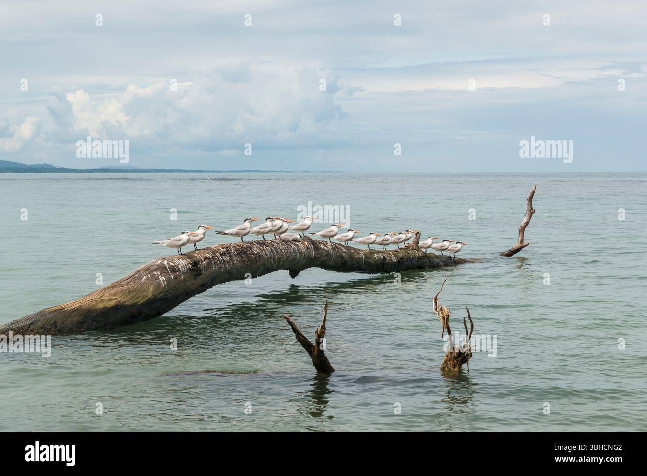 Un gruppo di Sterne reali arroccate su un vecchio albero caduto nell'acqua intorno al Parco Nazionale di Cahuita, Costa Rica. Foto Stock