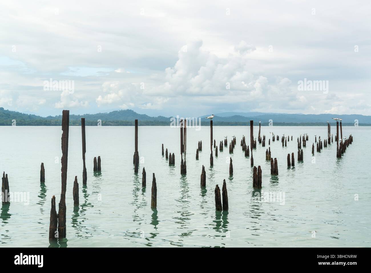 Terns reali appollaiate sui rimanenti mucchi di un molo. Parco nazionale di Cahuita. Costa Rica Foto Stock