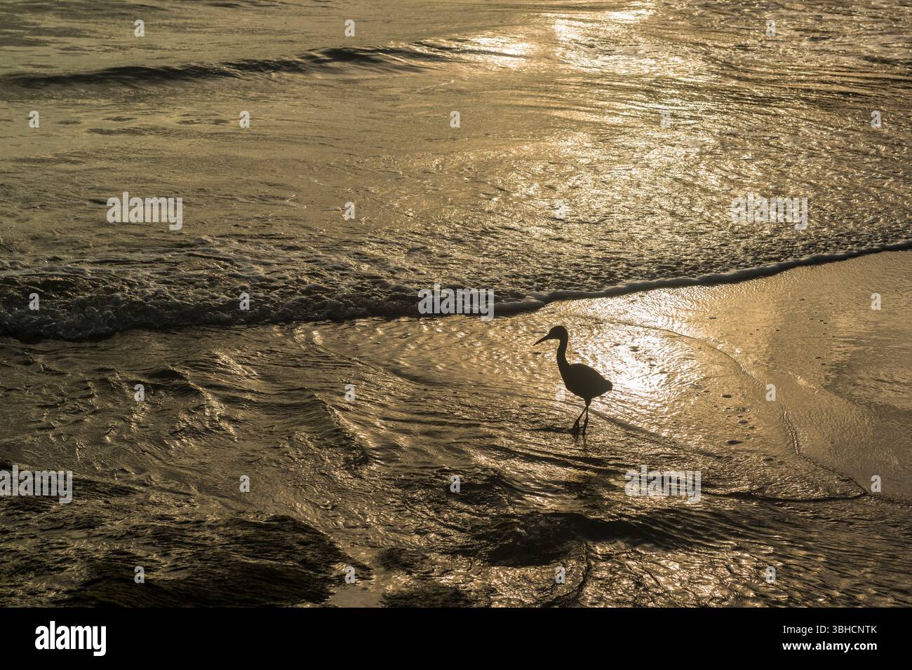 Immagine retroilluminata di un'egret di guado nel surf nell'ora d'oro. Parco nazionale di Cahuita. Costa Rica Foto Stock