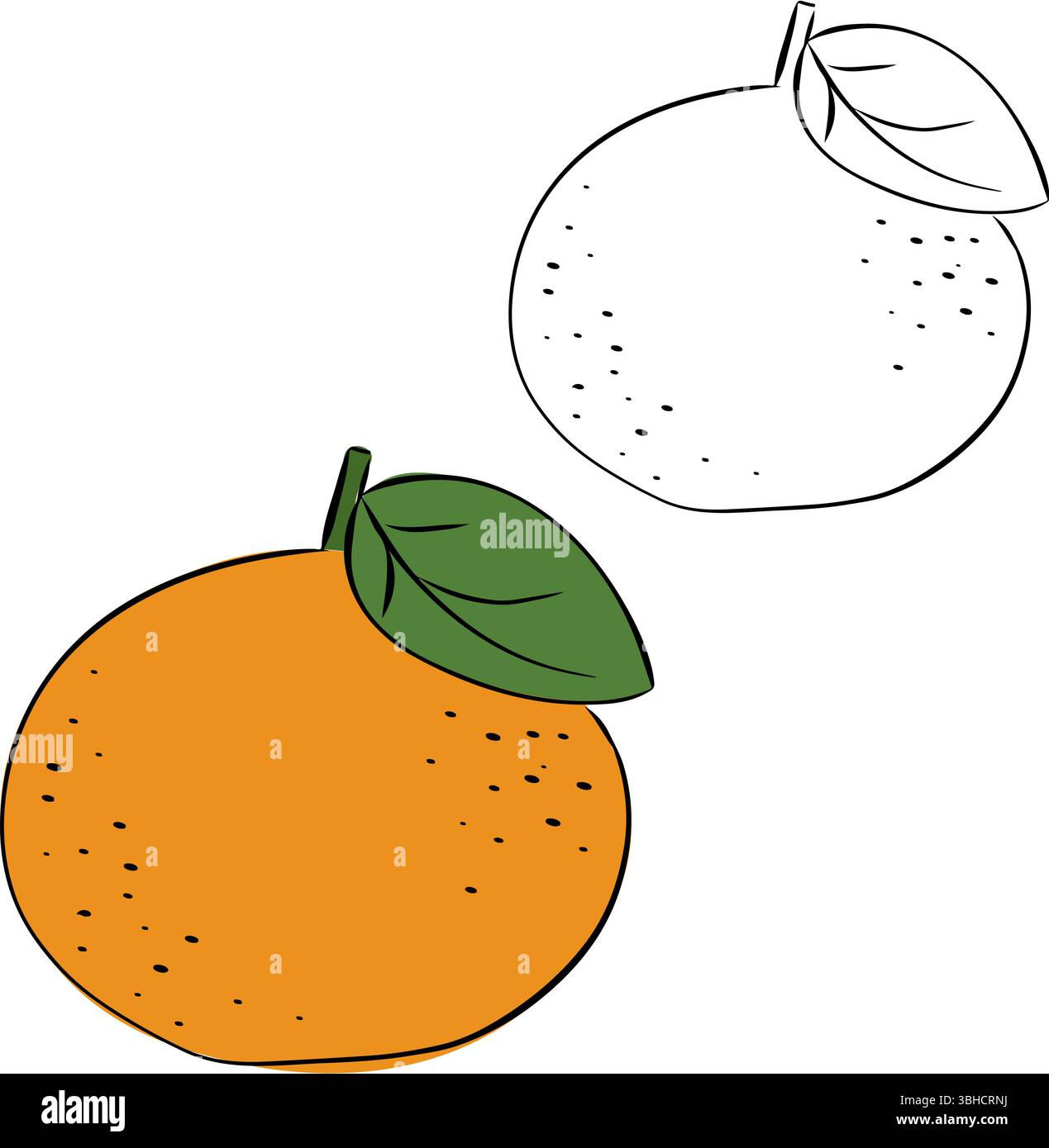 Arance mandarino con lasciare isolato su sfondo trasparente. Illustrazione dell'inchiostro con linee grafiche vettoriali. illustrazione botanica moderna. Progettare per Illustrazione Vettoriale