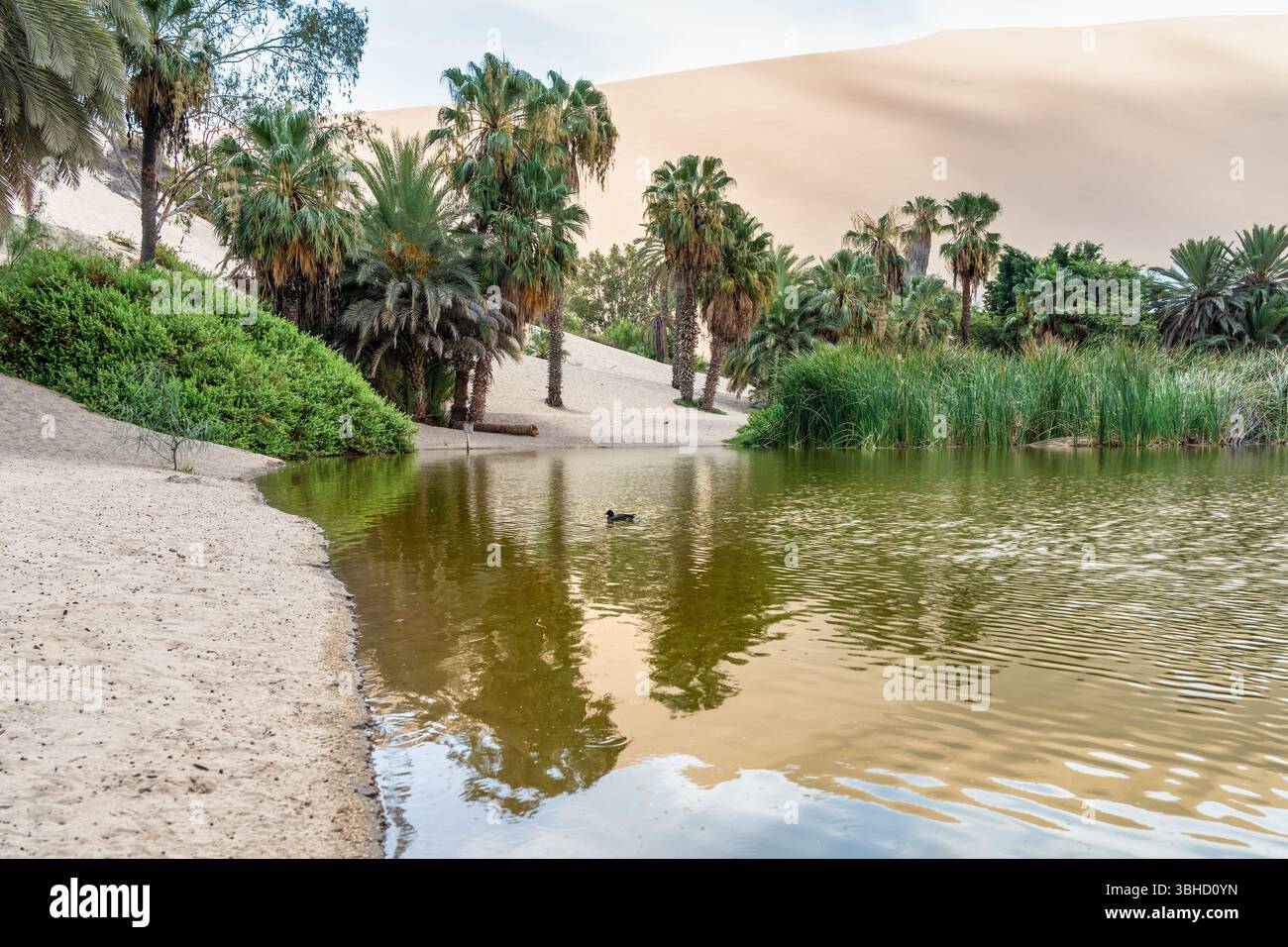Vista della laguna dell'oasi di Huacachina e delle dune di sabbia di Ica, Perù Foto Stock
