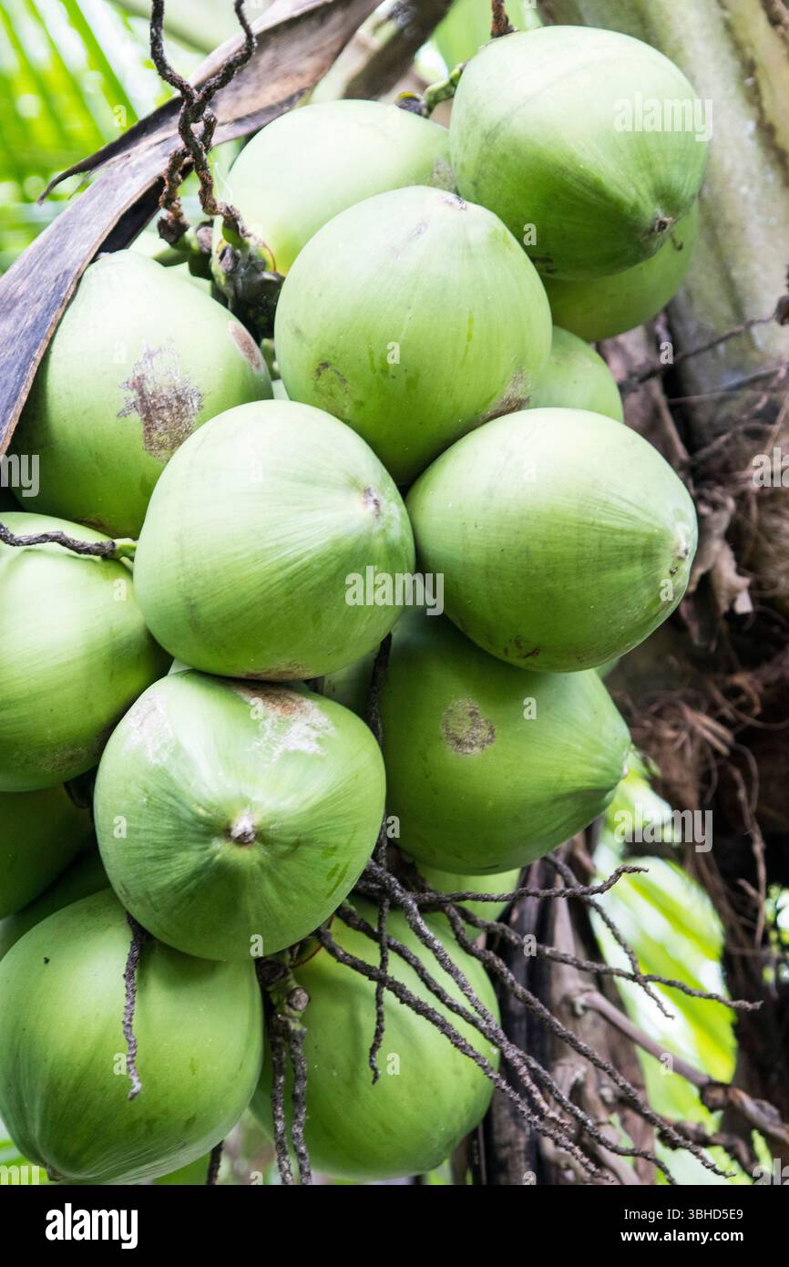 Noci di cocco verde su albero Foto Stock