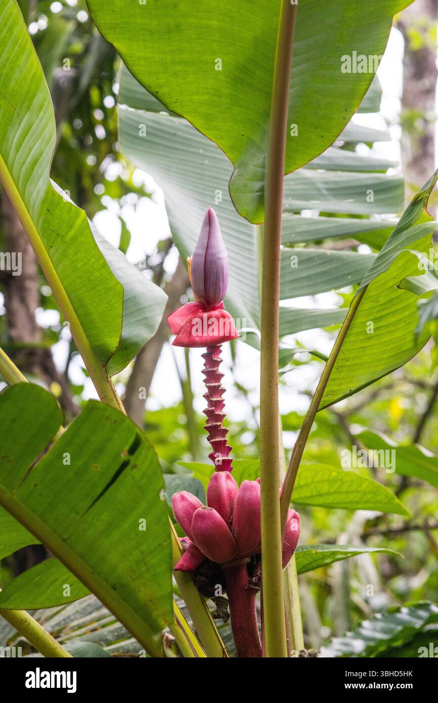 Fiori e frutti di banana rossa selvatica in Costa rica Foto Stock