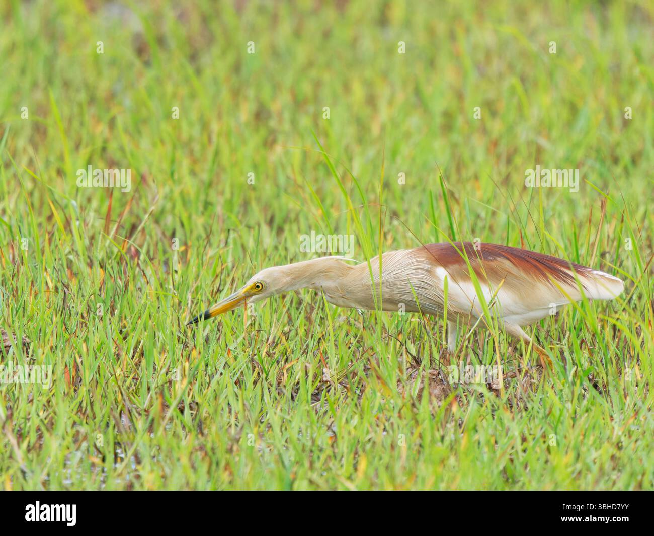 Indian Pond Heron Ardeola grayii Thailandia meridionale BI045425 Foto Stock