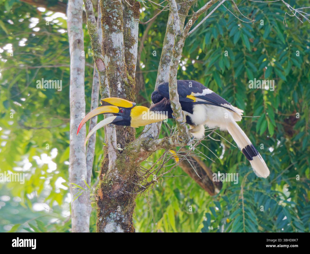 Great Hornbill Buceros bicornis Khao Yai National Park, Thailandia BI045552 Foto Stock