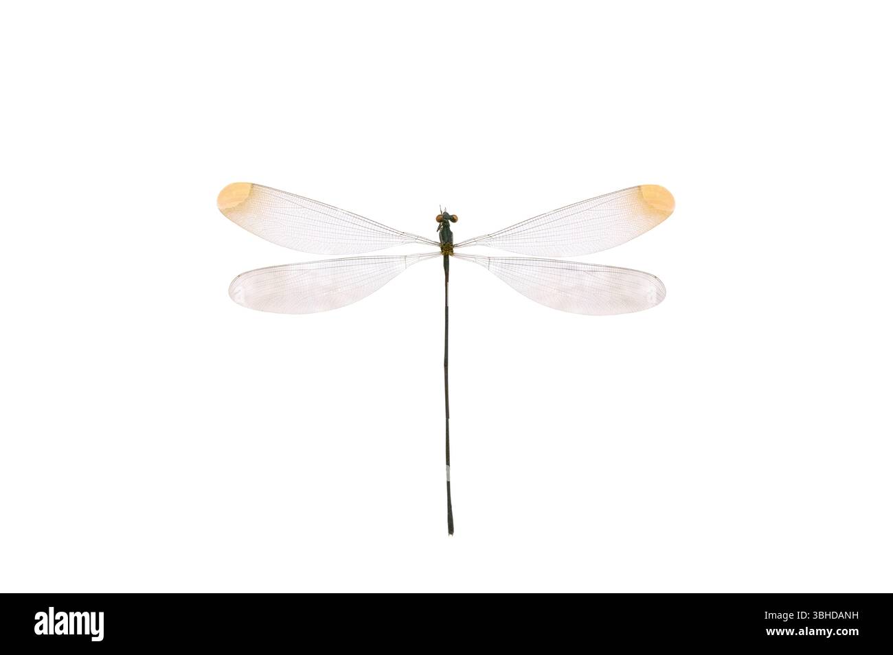 Dragonfly isolati su sfondo bianco Foto Stock