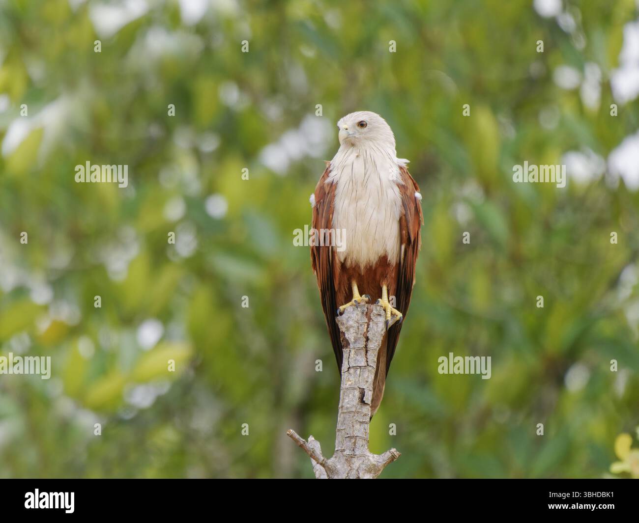 Brahminy Kite Haliastur Indus Tailandia meridionale BI045773 Foto Stock
