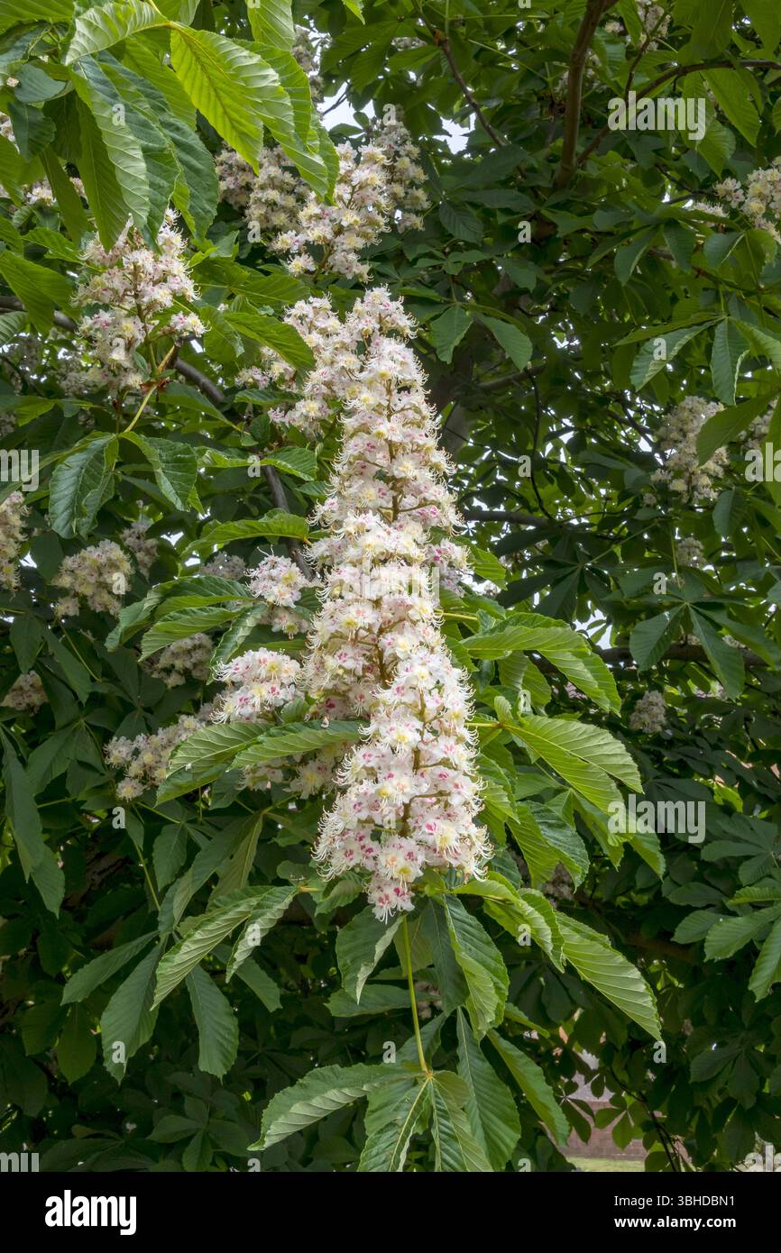 Ippocastano albero in fiore Foto Stock