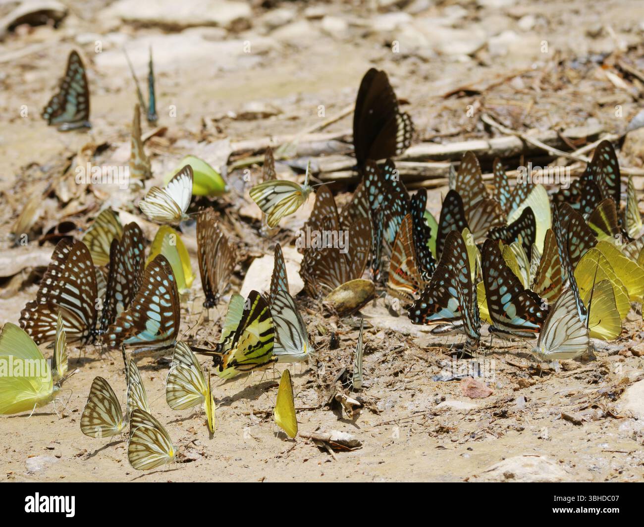 Farfalle che bevono Kaeng Krachan National Park Thailandia IN004579 Foto Stock