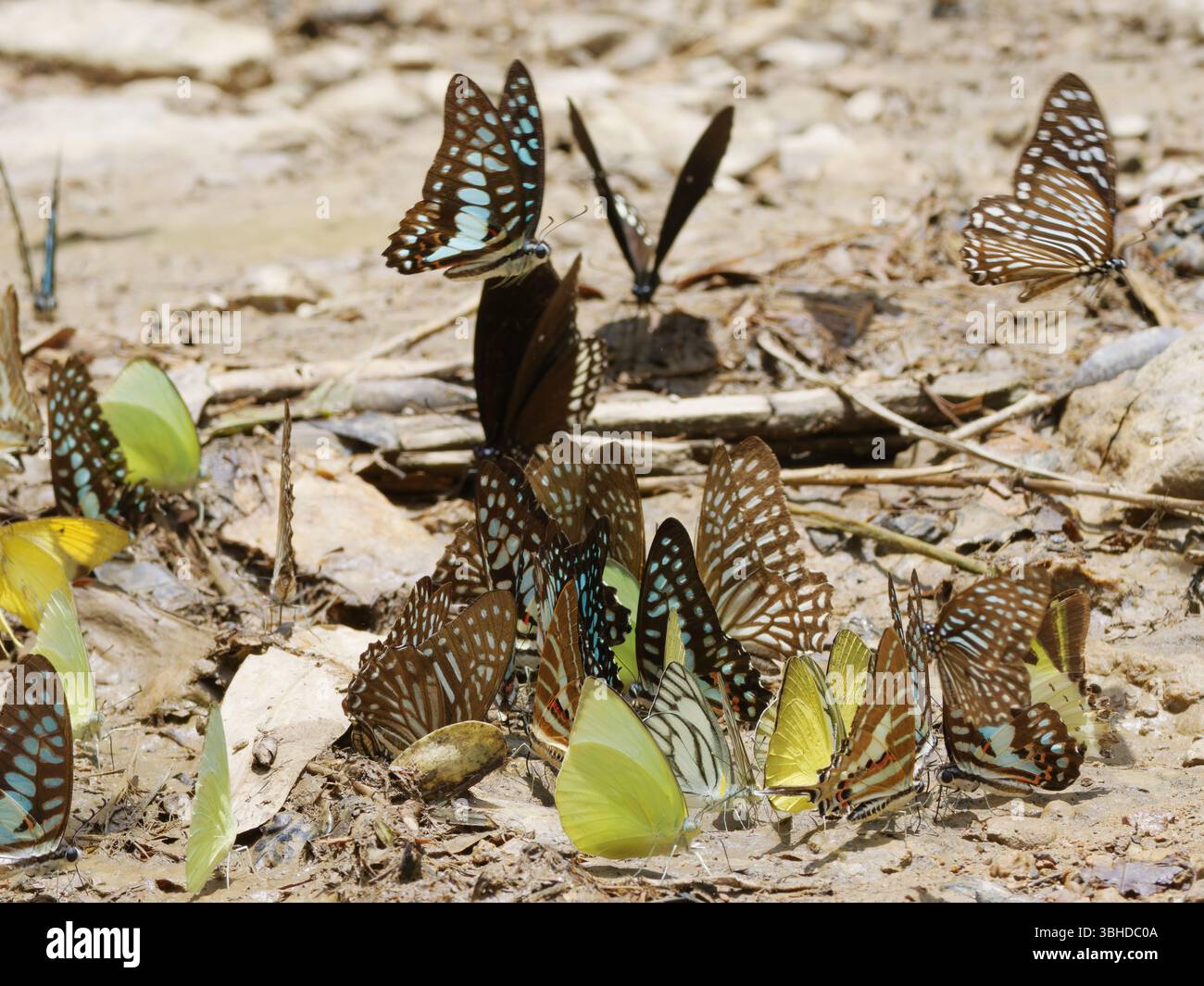 Farfalle che bevono Kaeng Krachan National Park Thailandia IN004583 Foto Stock