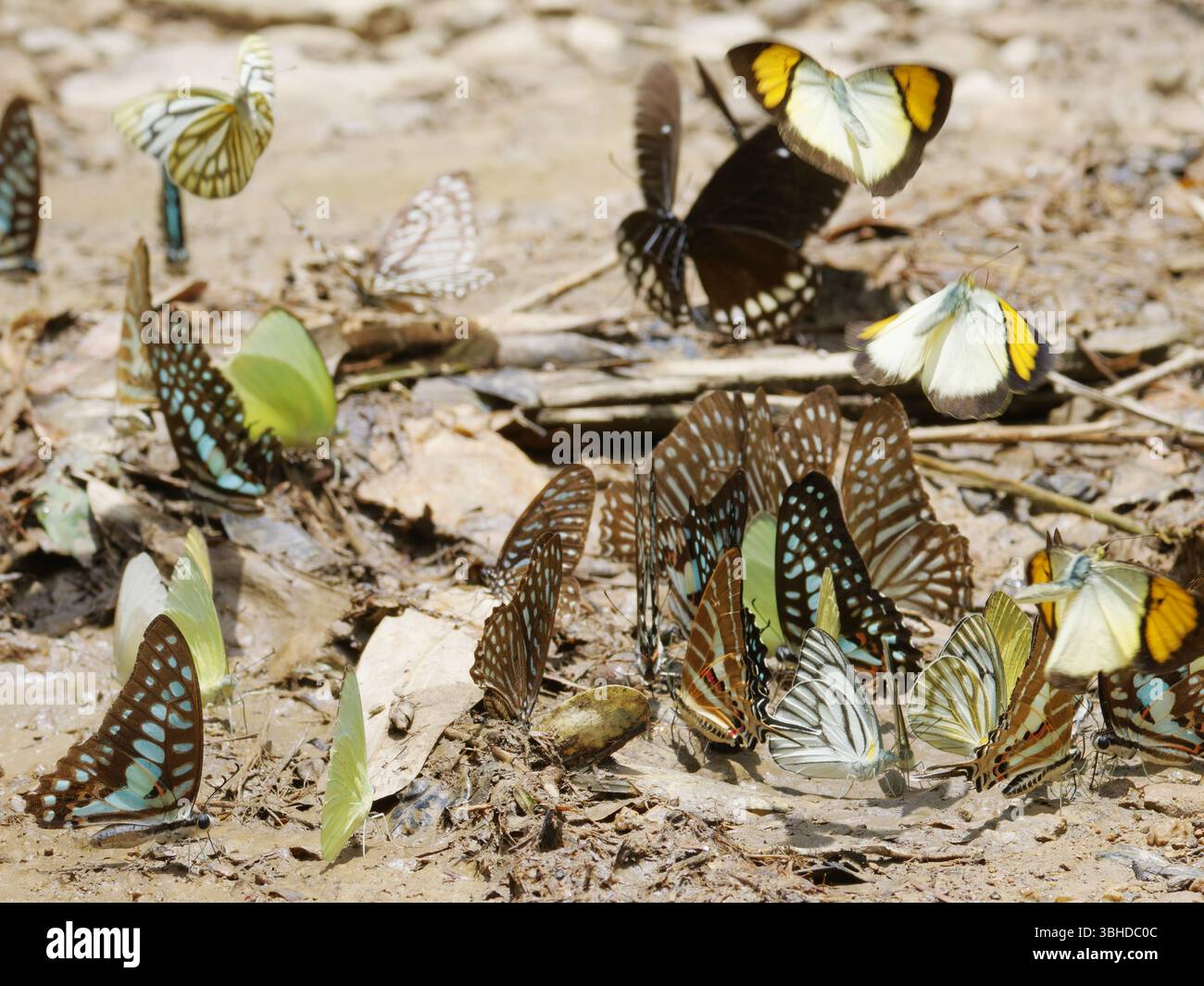 Farfalle che bevono Kaeng Krachan National Park Thailandia IN004585 Foto Stock