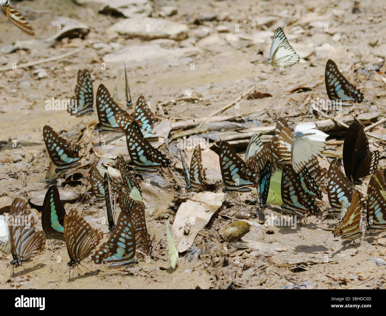 Farfalle che bevono Kaeng Krachan National Park Thailandia IN004588 Foto Stock