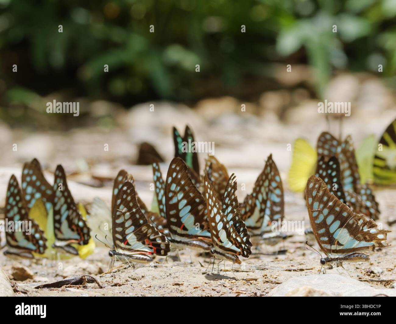Farfalle Jay comuni che bevono il doson Graphium Kaeng Krachan National Park, Thailandia IN004594 Foto Stock