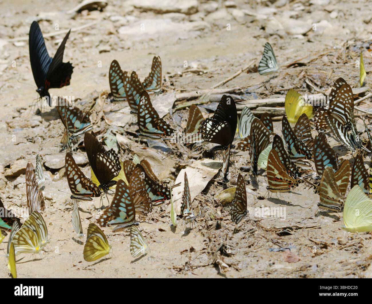 Farfalle che bevono Kaeng Krachan National Park Thailandia IN004596 Foto Stock