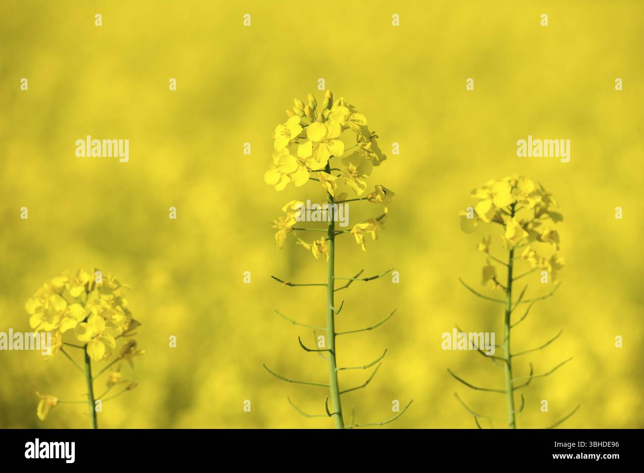 Tre fiori di stupro in primo piano concentrato su sfondo giallo offuscato, Baden-Wuerttemberg, Germania, Europa Foto Stock