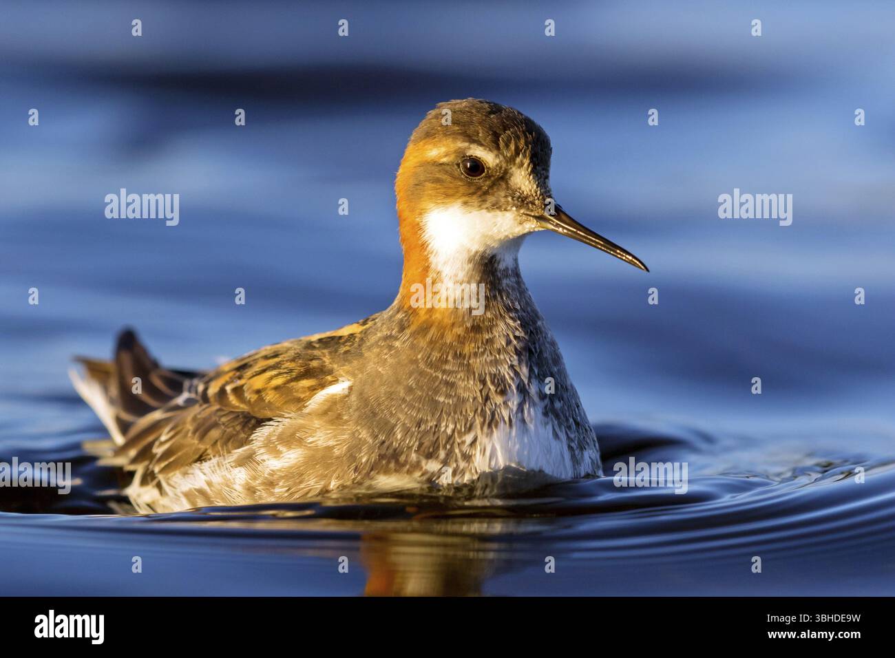 Pollo di Odino (Phalaropus lobatus), nuota in acqua, uccello da guado, Varanger, Finnmark, Norvegia, Europa Foto Stock