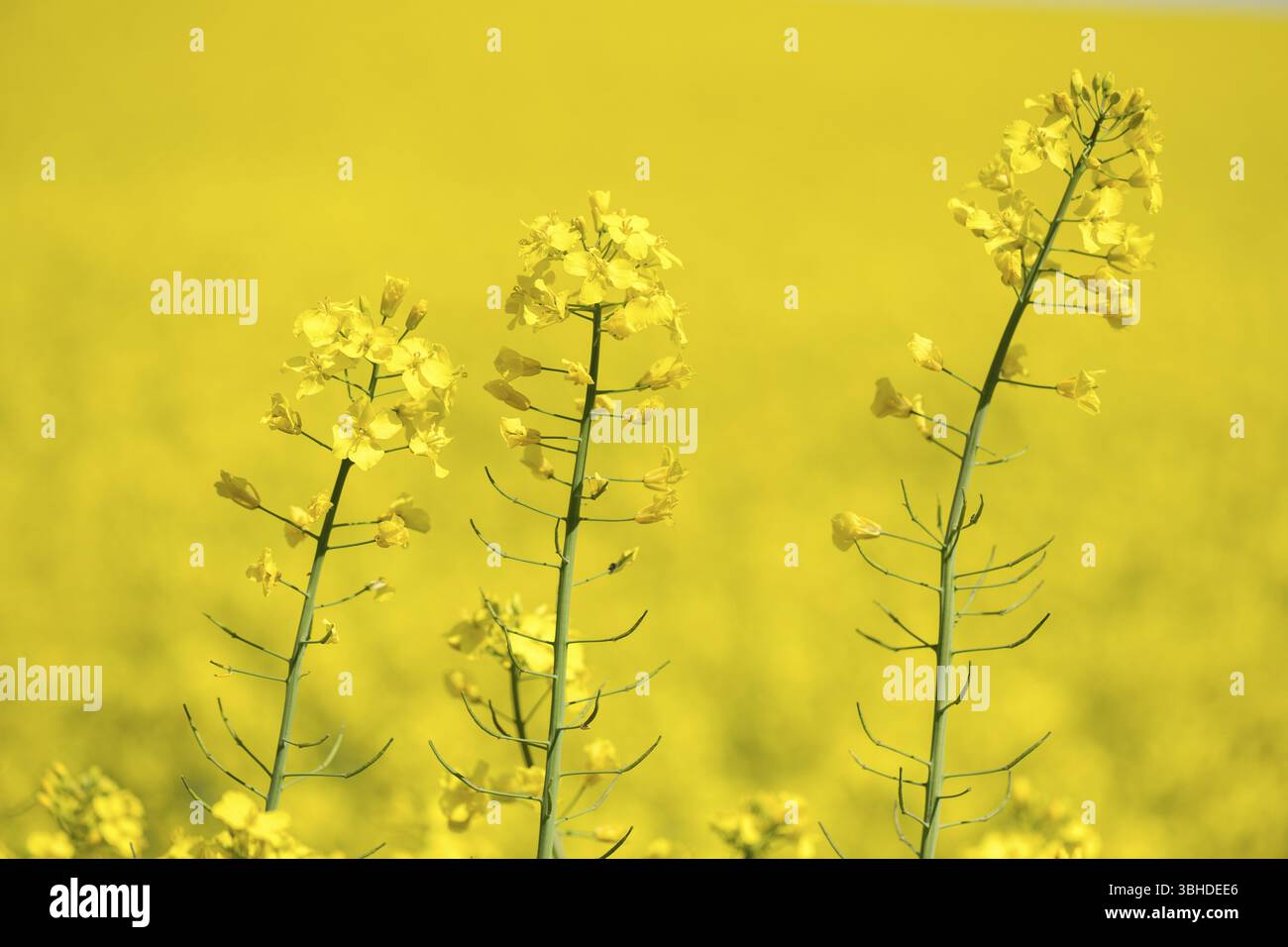 Lo stupro giallo fiorisce su sfondo sfocato, Baden-Wuerttemberg, Germania, Europa Foto Stock