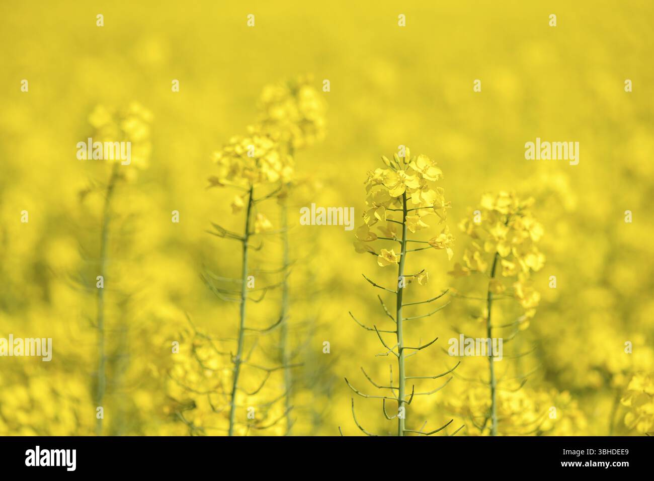 Diversi fiori di colza in un grande campo aperto, Baden-Wuerttemberg, Germania, Europa Foto Stock