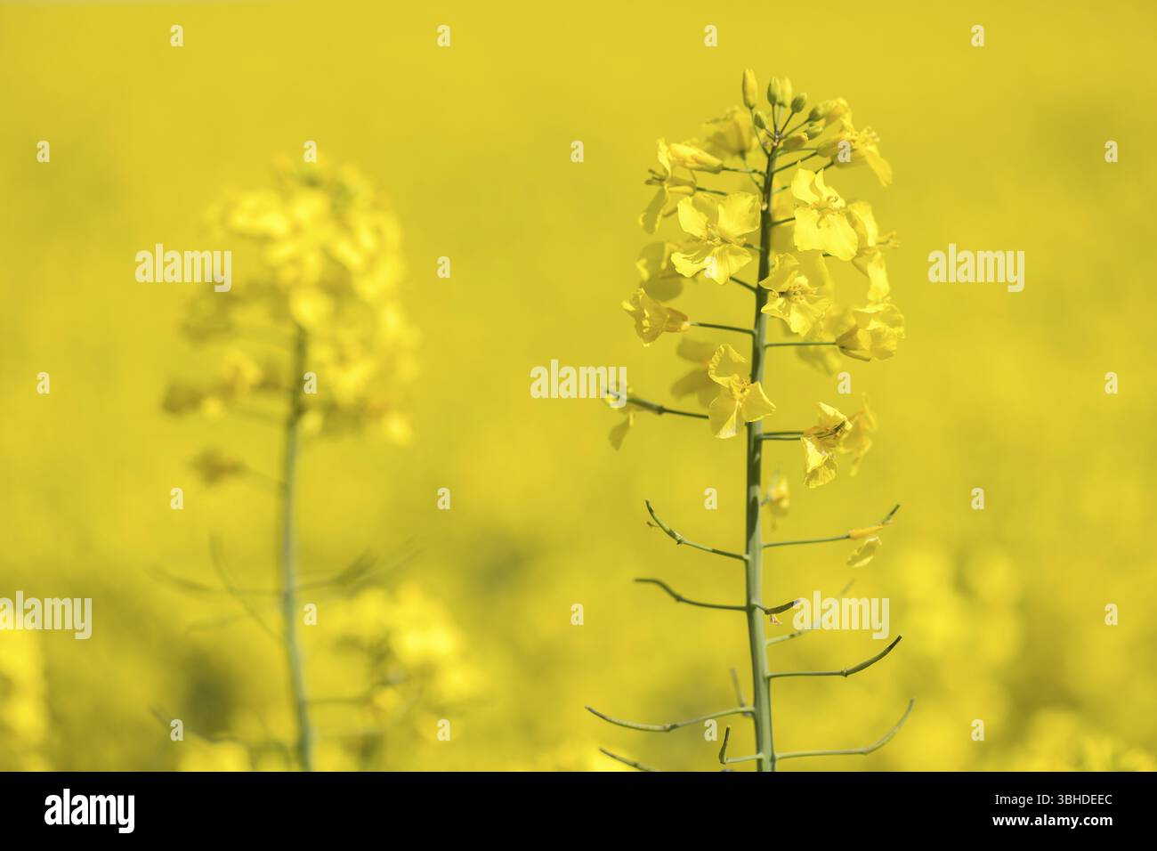 Lo stupro fiorisce in un campo con sfondo sfocato, Baden-Wuerttemberg, Germania, Europa Foto Stock