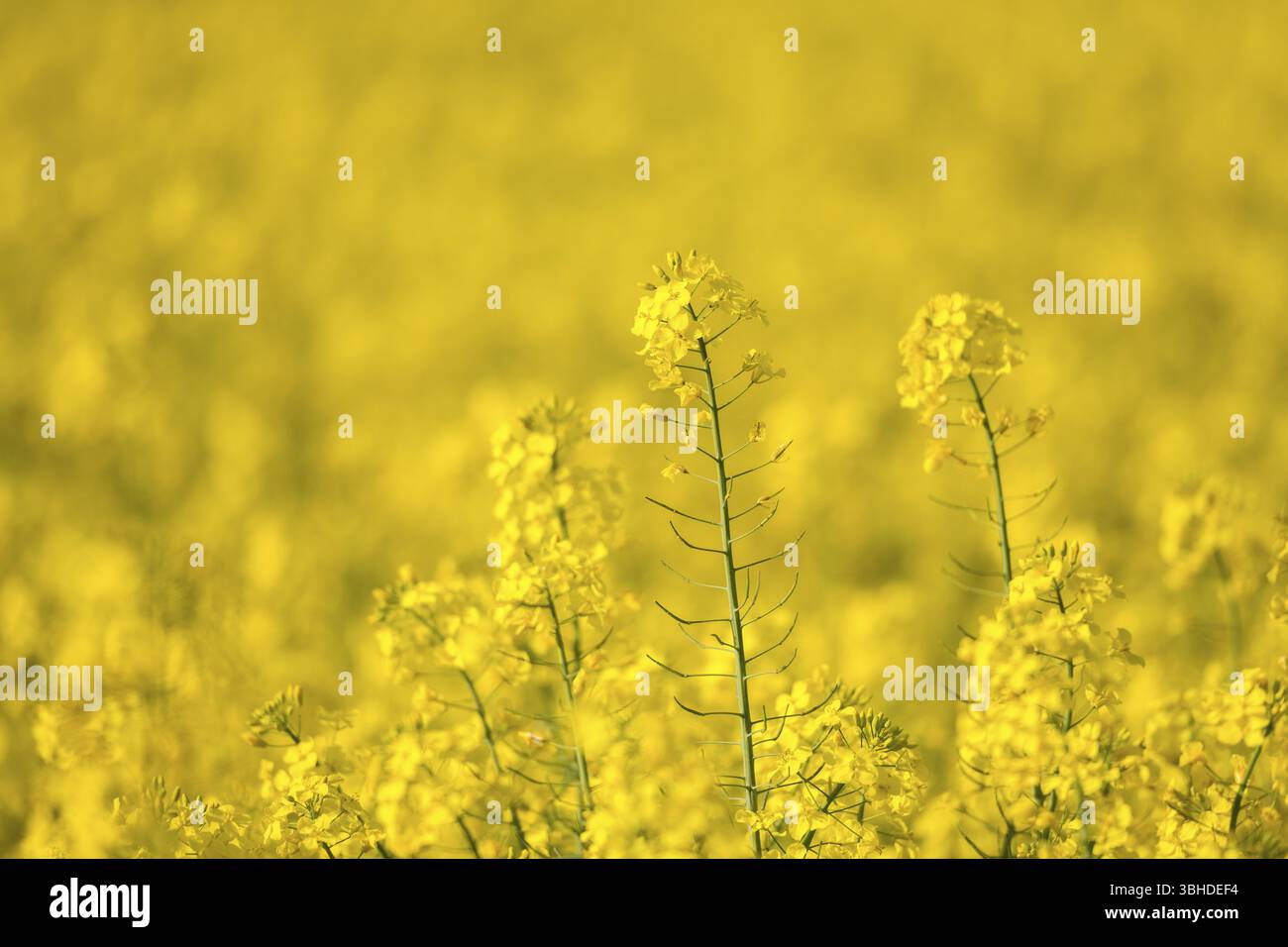 Campo di colza in giallo brillante, sfondo sfocato, atmosfera rurale, Baden-Wuerttemberg, Germania, Europa Foto Stock