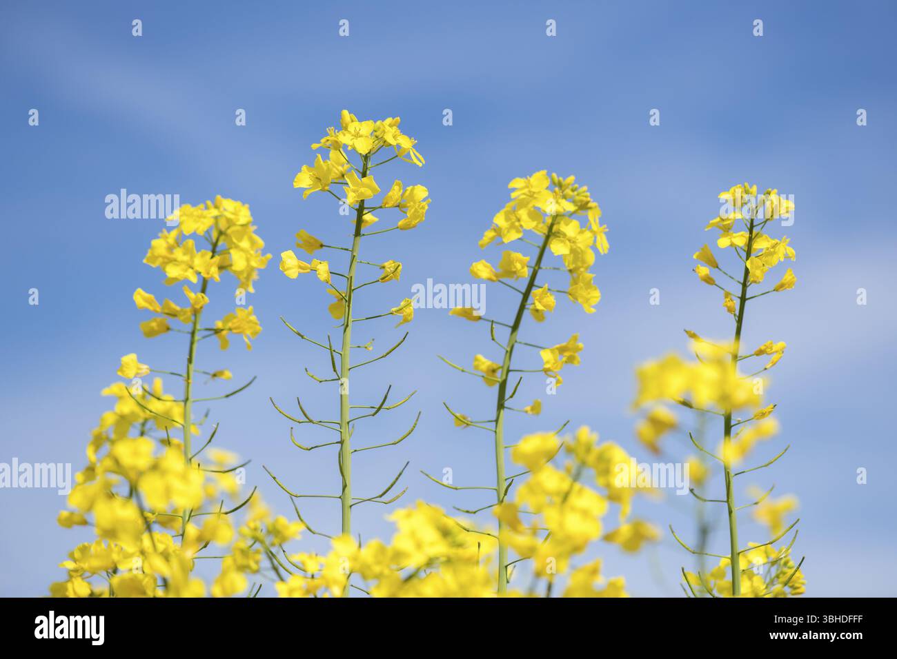 Lo stupro alto fiorisce sotto un cielo blu, Baden-Wuerttemberg, Germania, Europa Foto Stock
