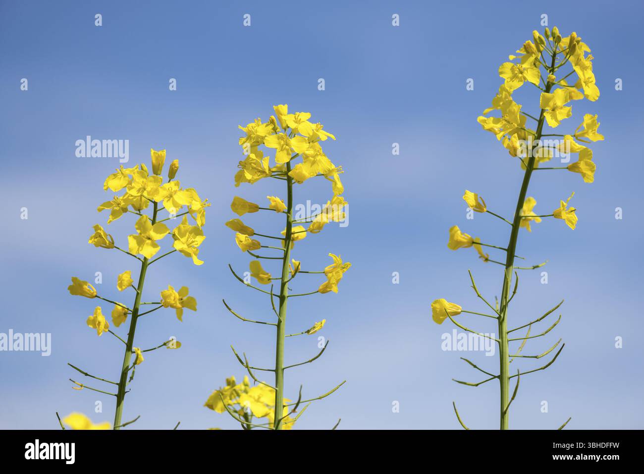 Lo stupro giallo fiorisce di fronte a un cielo blu, Baden-Wuerttemberg, Germania, Europa Foto Stock