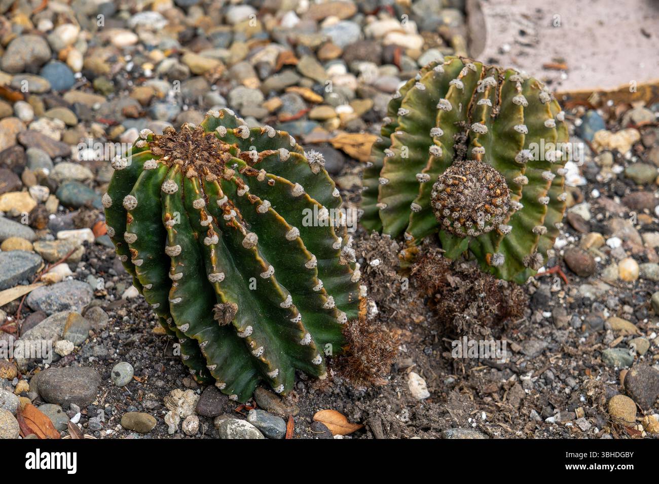 Cactus pasquale, Echinopsis oxygona, nel Giardino dei Cactus dell'Orto Botanico Quito a Quito, Ecuador. Foto Stock