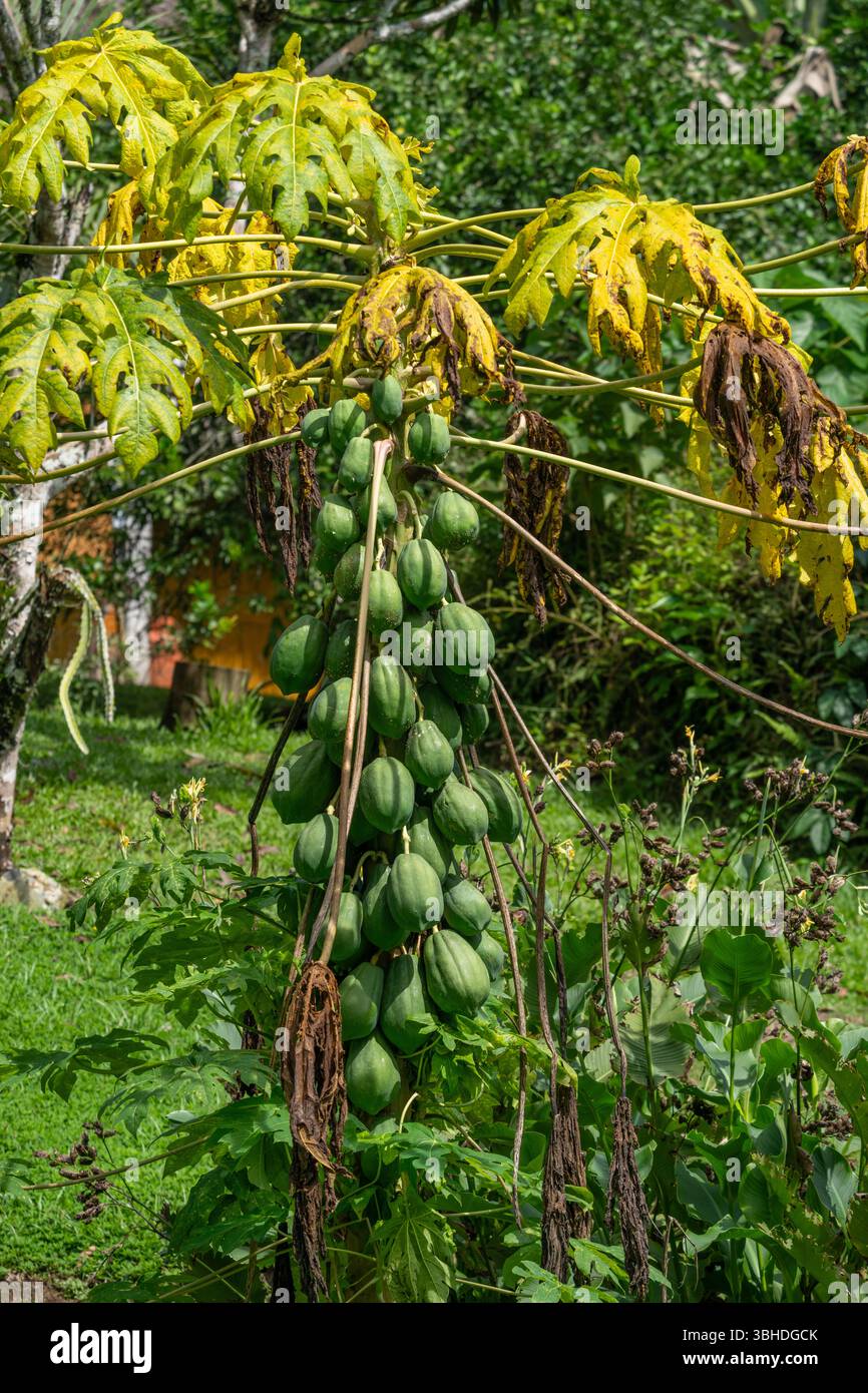 Un albero di Papaya, carica papaya, con frutta presso l'Ecolodge Yarina nel bacino amazzonico dell'Ecuador. Foto Stock