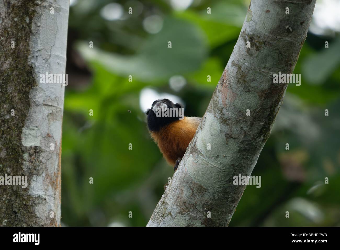 Un Tamarin dalle sembianze dorate, Saguinus tripartitus, in un albero nel Parco Nazionale di Yasuni, Ecuador. Foto Stock