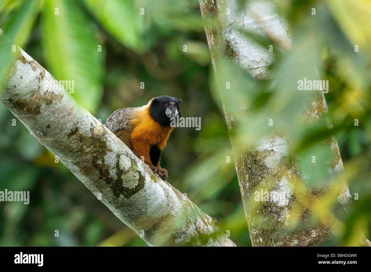 Un Tamarin dalle sembianze dorate, Saguinus tripartitus, in un albero nel Parco Nazionale di Yasuni, Ecuador. Foto Stock