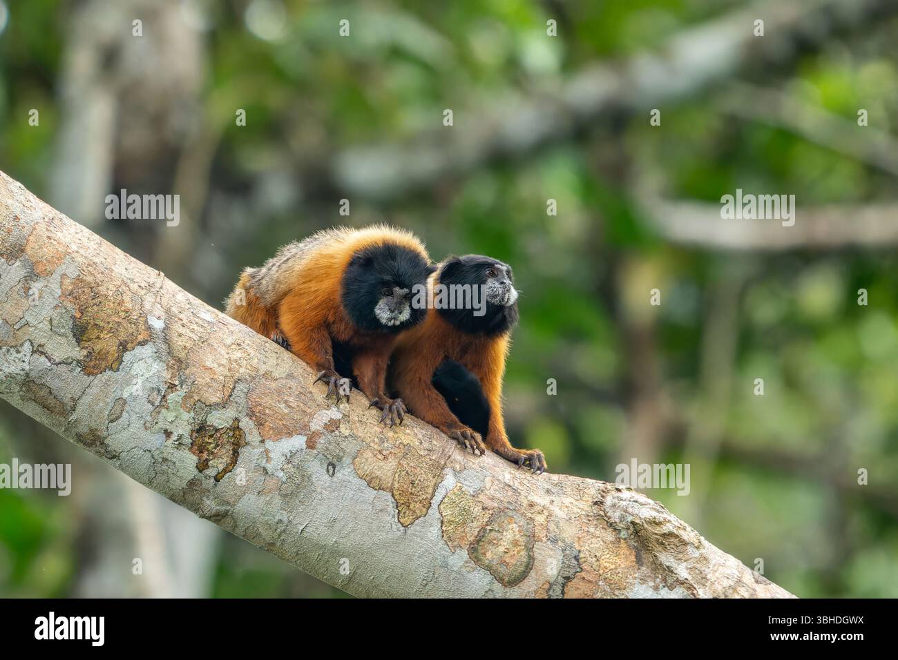 Due Tamarin dalla mantello dorato, Saguinus tripartitus, in un albero nel Parco Nazionale di Yasuni, Ecuador. Foto Stock